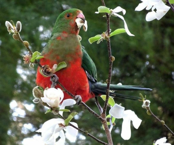 King parrot eating star magnolia flowers