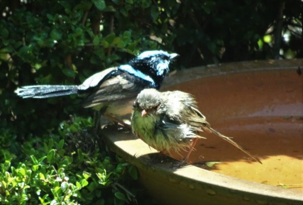 Mr ad Mrs Blue Wren amid the honeysuckle....Lonicera.