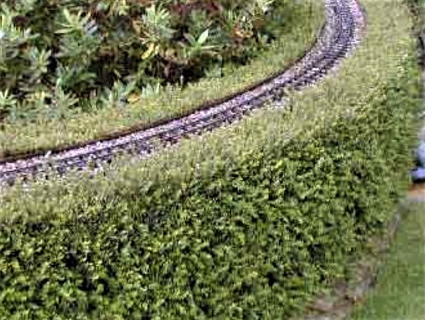 Lonicera hedge shaped into railway