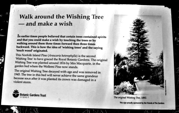 Sign by the Wishing Tree in Sydney's Botaic Gardens