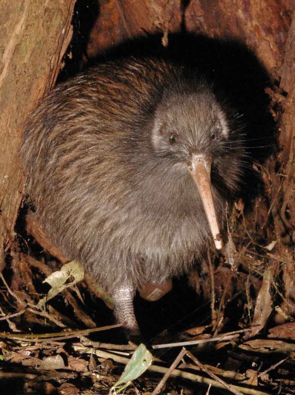 Kiwi Bird