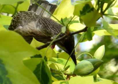 Wattle birds visiting a tulip tree flower.