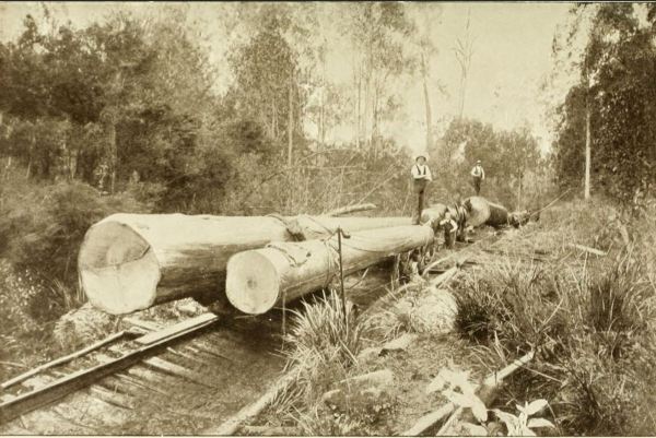 Logging tramway, Tasmania