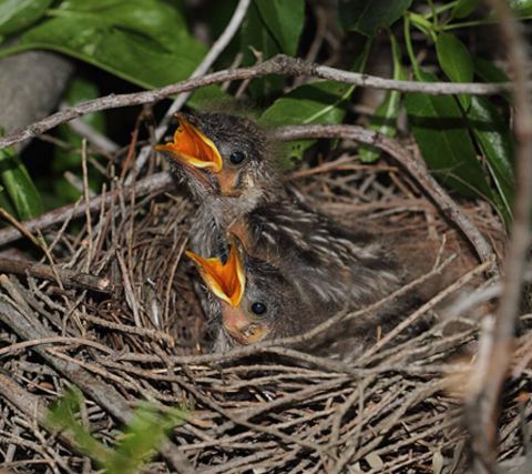 Red Wattlebird chicks