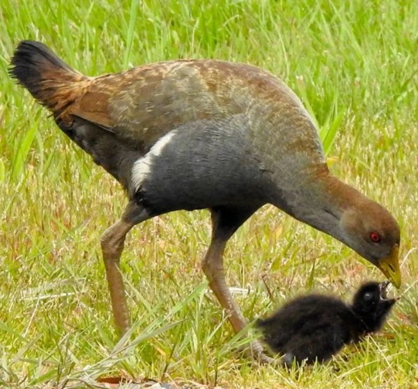 Tasmanian Native Hen with chick