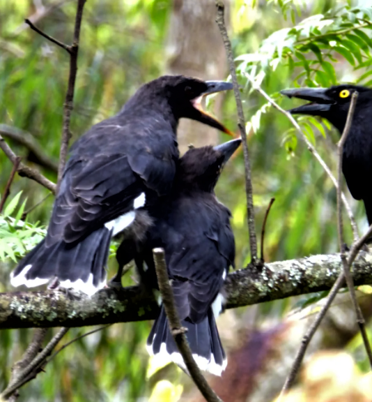 Hungry currawong chicks.