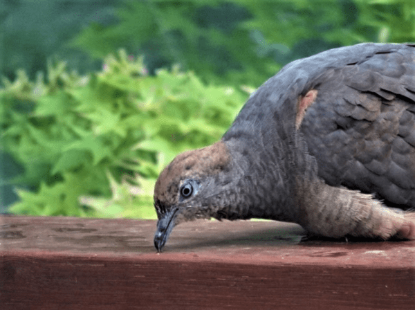 Cuckoo dove checking whether the wood is solid.