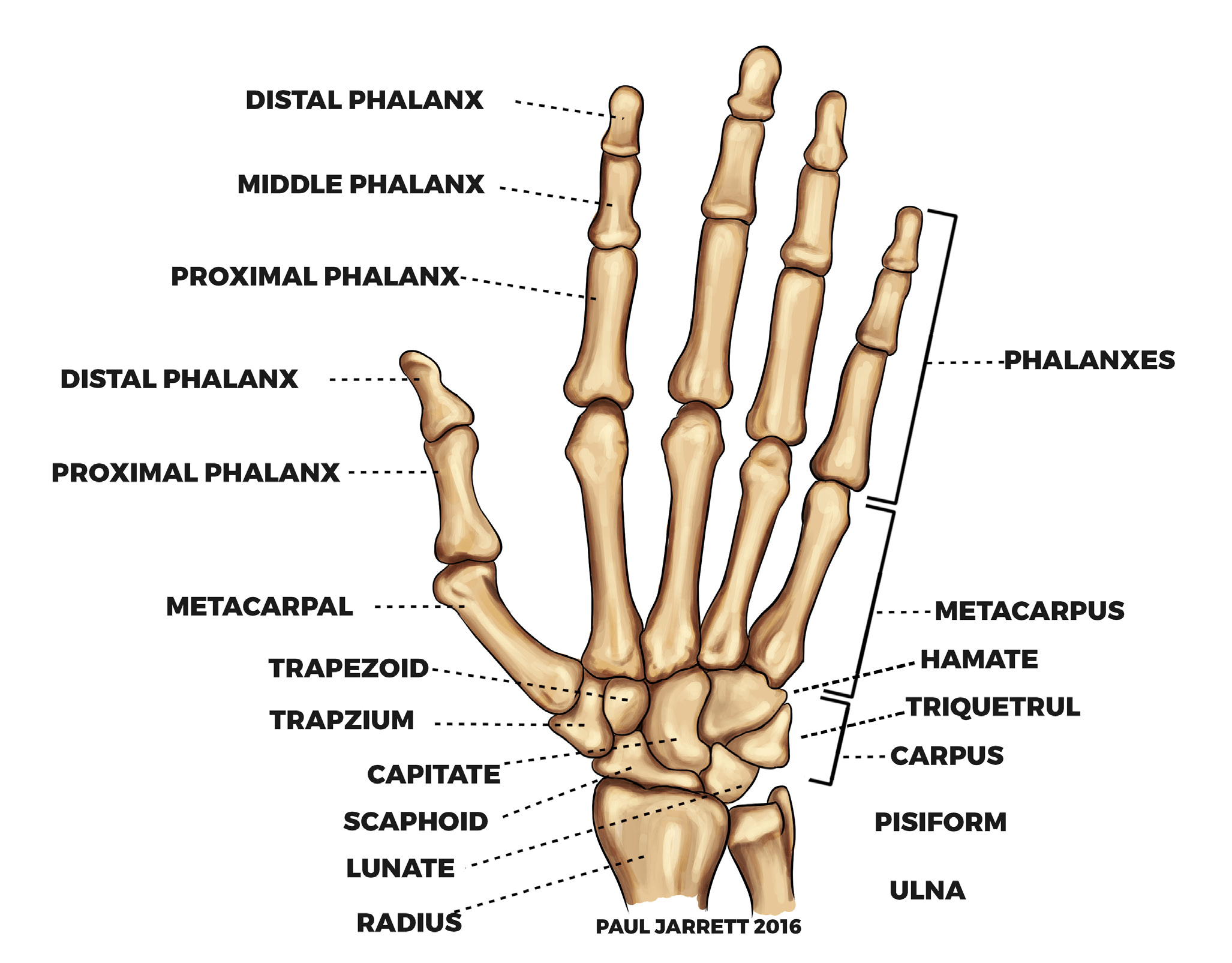 Bones of hand diagram