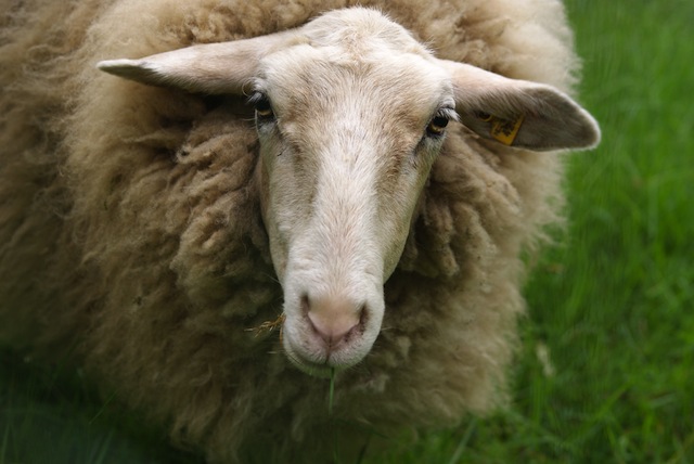 A world of criminal sheep
