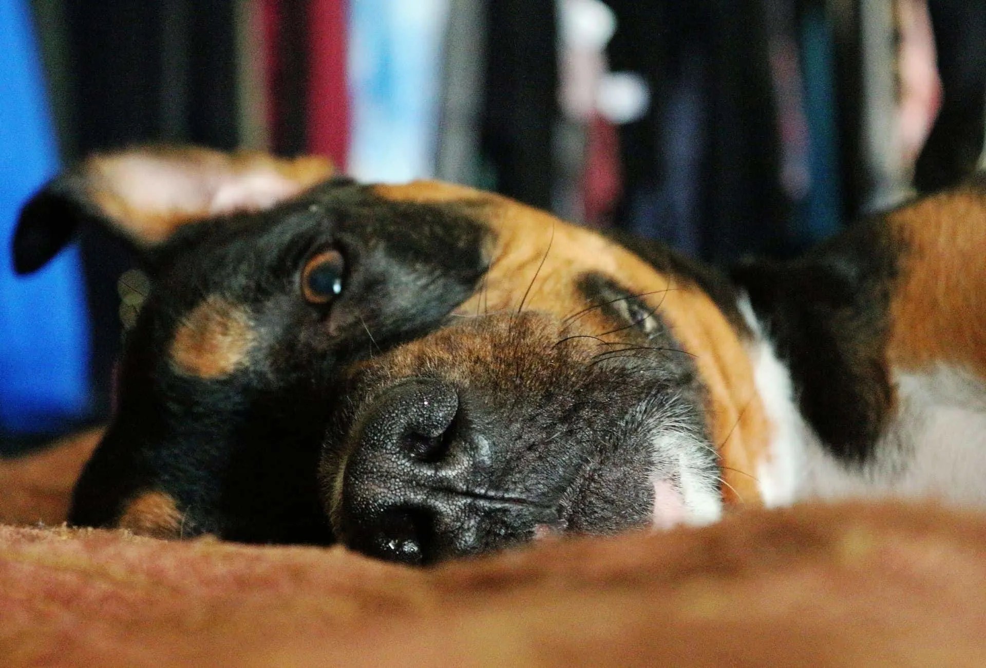 You can find pitbull lab mix puppies for adoption at adopt a pet, petfinder, and overstock, to name a few. 8 Things To Know Before Getting A Rottweiler Pitbull Mix Pawleaks