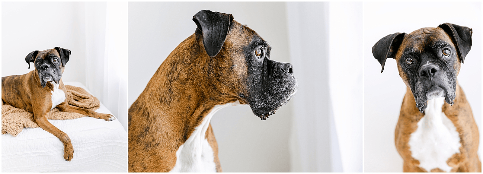 Featured image for Natural Light Dog Photography Studio | Paws-In Studio | Frederick Dog Portraits