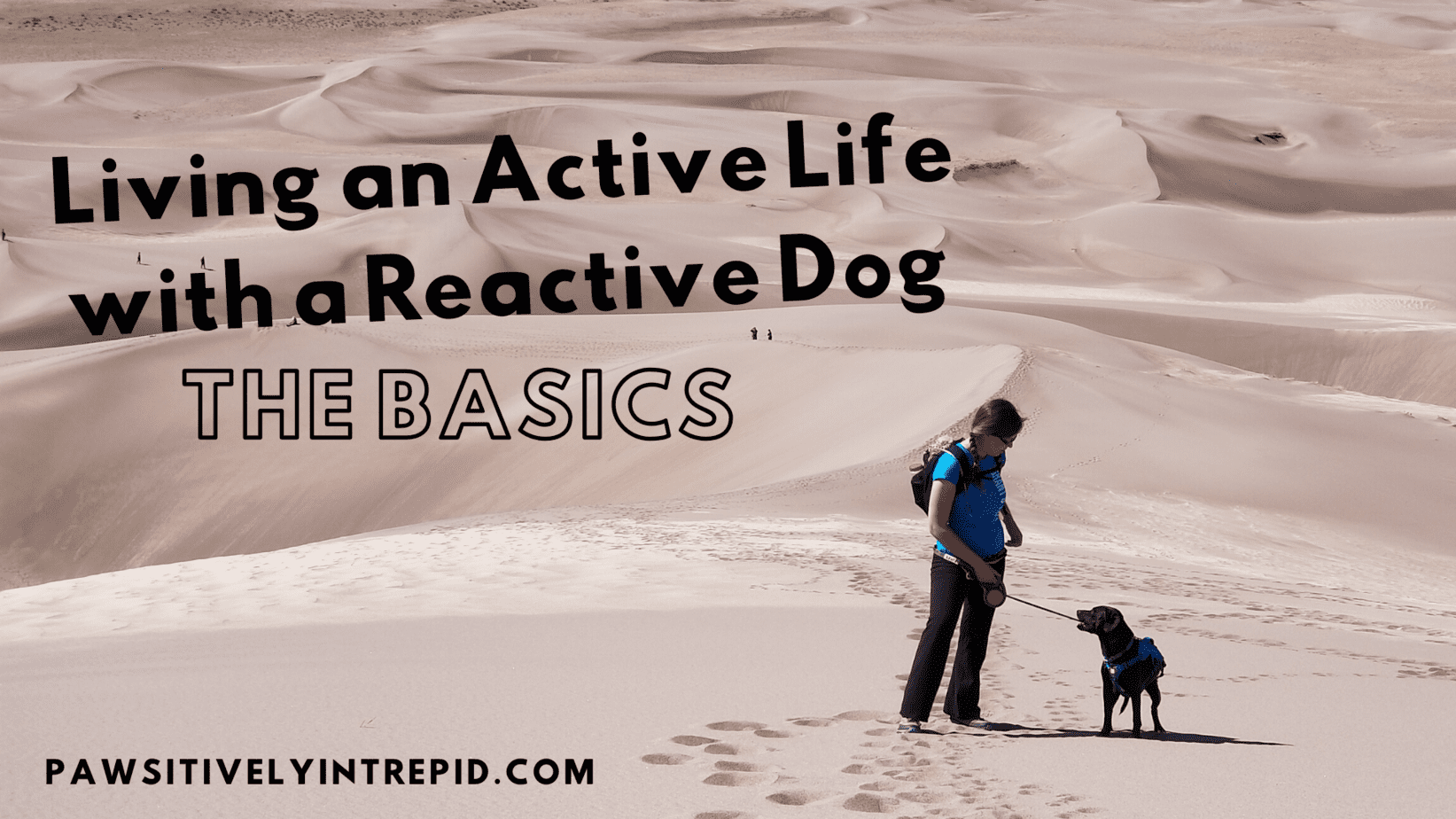 walking reactive dog