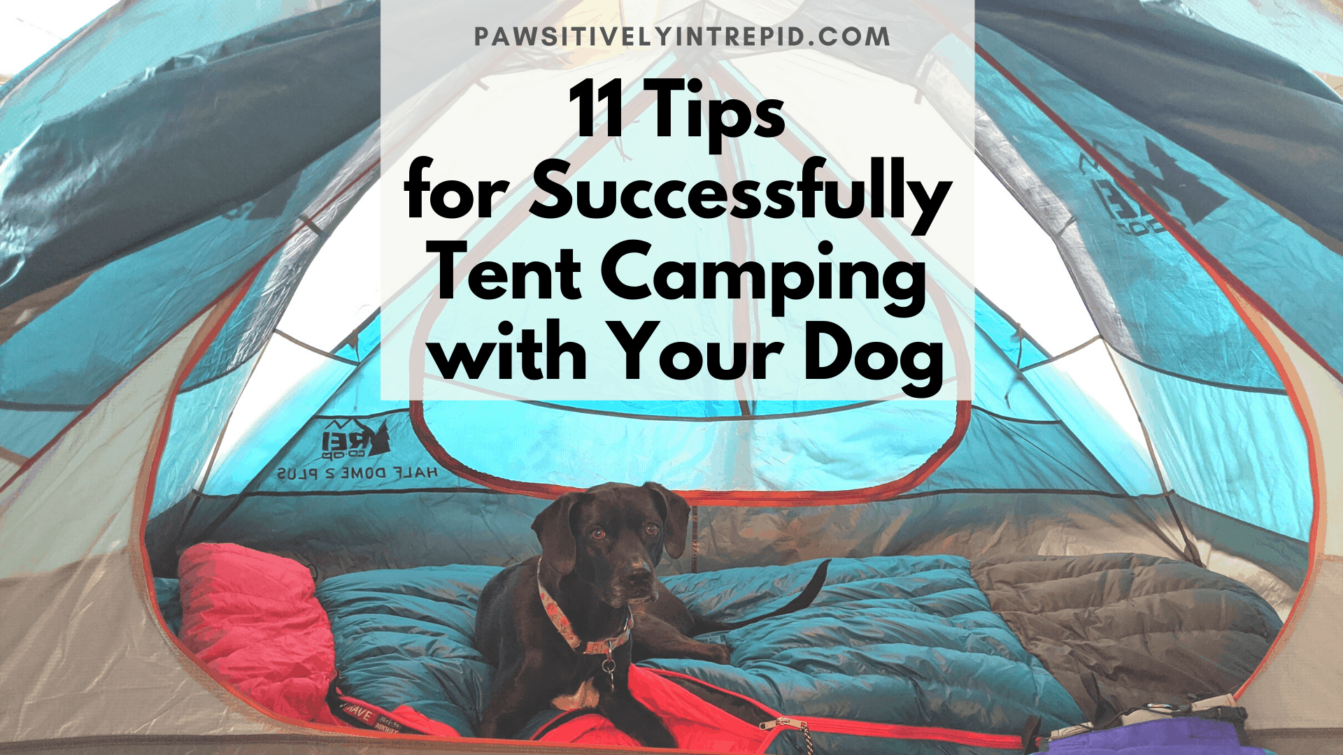 dog sleeping in tent