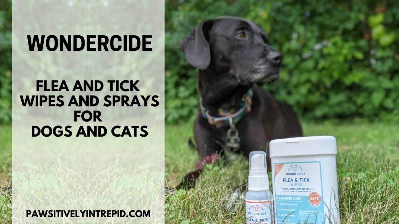 Do Dogs Like Cedar Smell