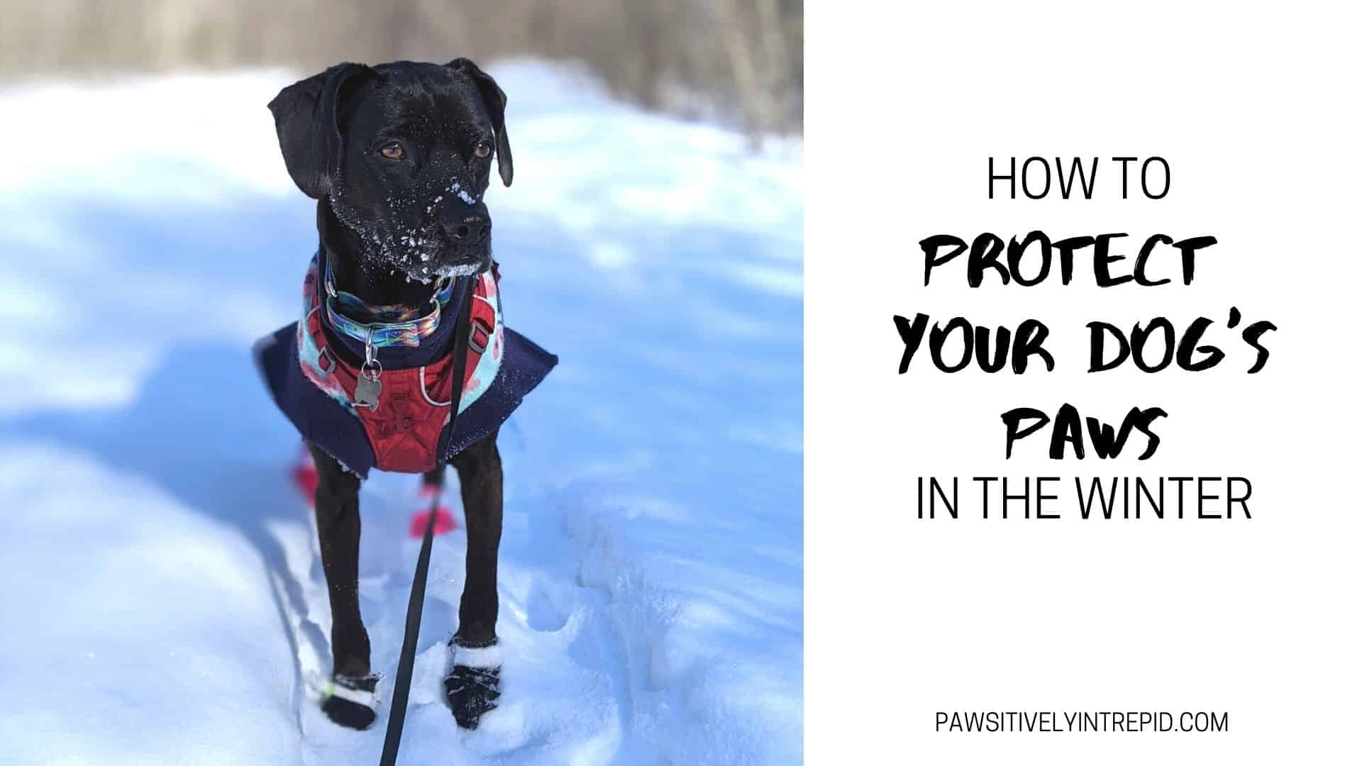 winter paw protection