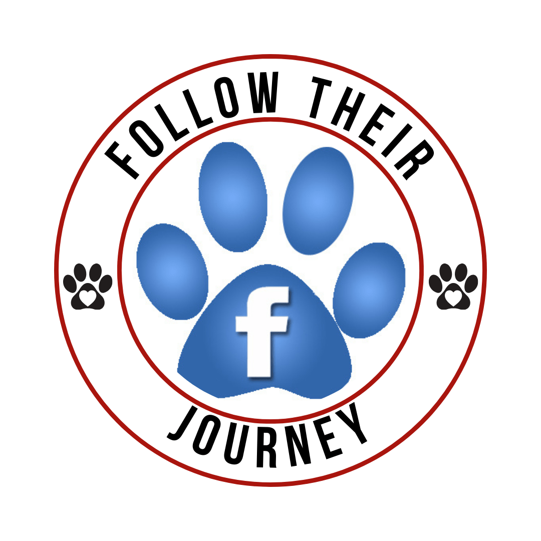 Follow the lives of Colorado Rescue Dogs and Puppies on our Facebook page! Pawsitive Restorations Aniimal Rescue. Colorado Dog Adoption, Colorado Puppy adoption