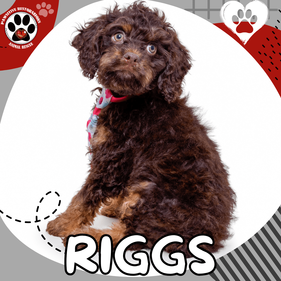 Riggs, an adoptable chocolate Cockapoo puppy in Colorado, sitting and looking upward with soulful eyes