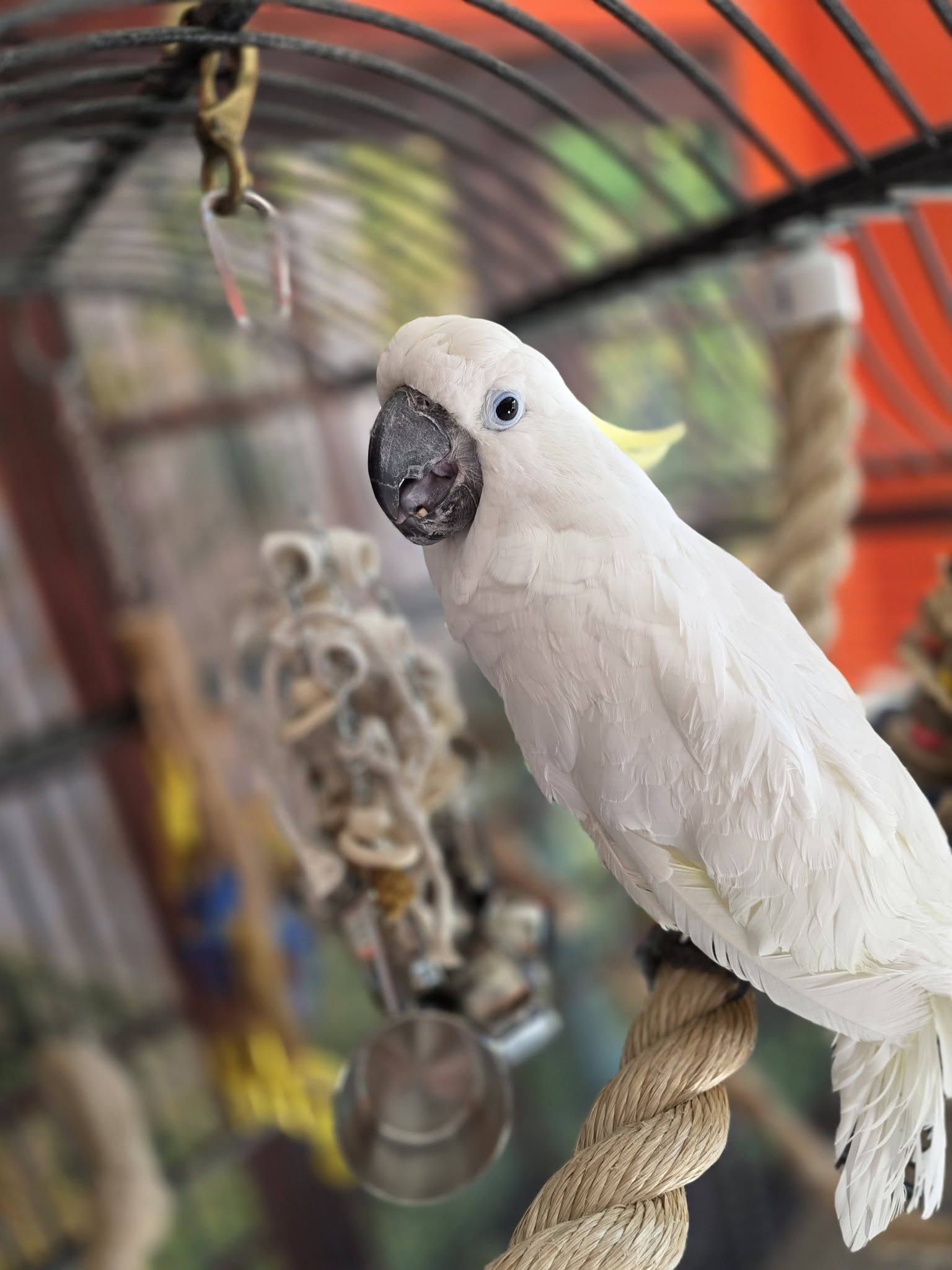Triton Cockatoo #Flutter in Rescue at Pawsitive Restorations Animal Rescue