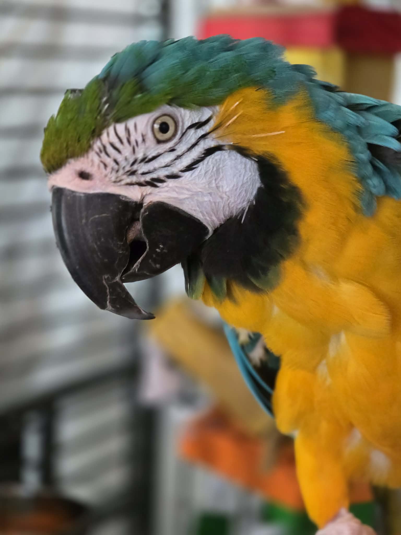 Blue & Gold Macaw in rescue at pawsitive restorations animal rescue in Colorado.