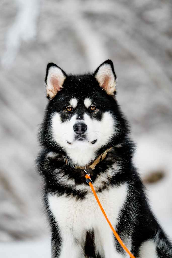 Alaskan Malamute black and white with leash on