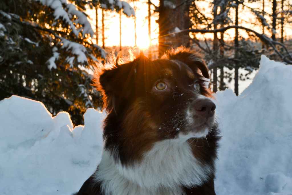 Australian Shepherd while hiking in the snow