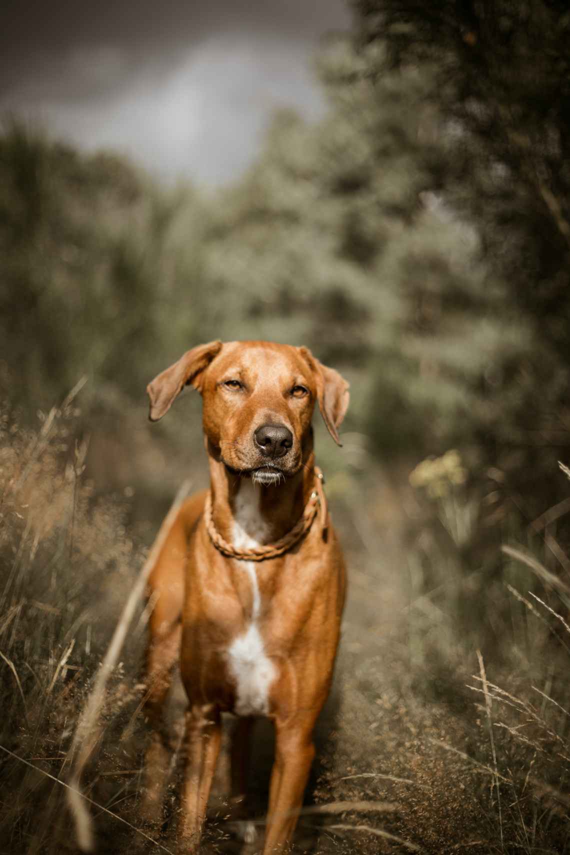 Rhodesian Ridgeback dog on grass field