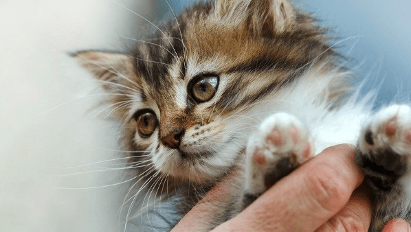 Kitten Not Gaining Weight