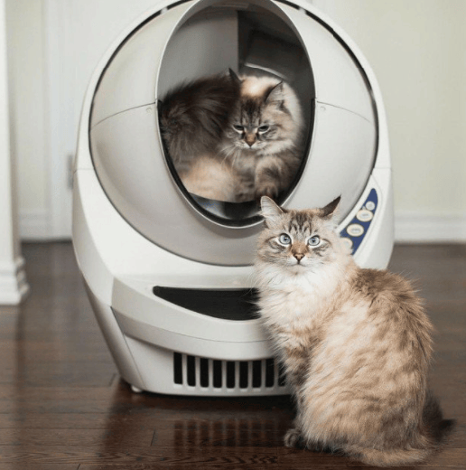 best Automatic Cat Litter Box