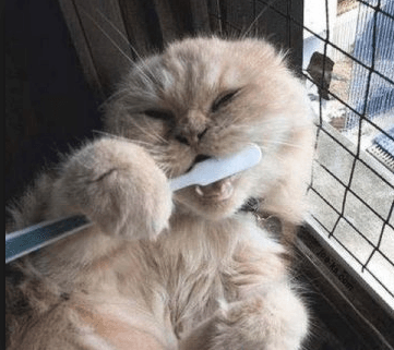 best cat toothpaste