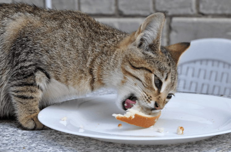 cat eating bread
