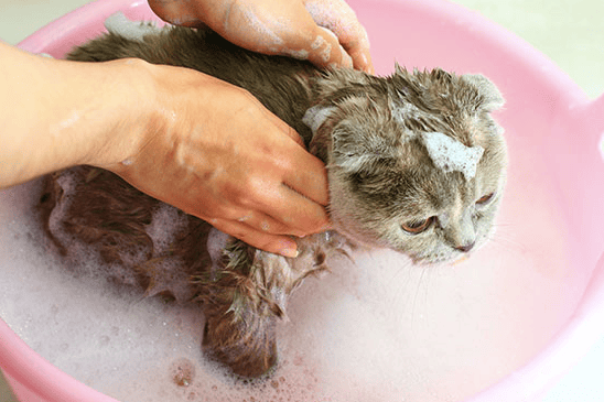 cat flea bath