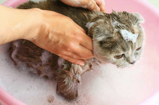 cat fleas remove