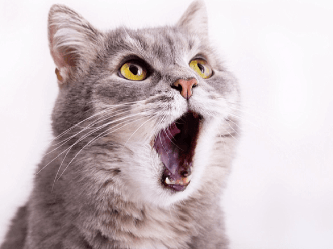 cat howling