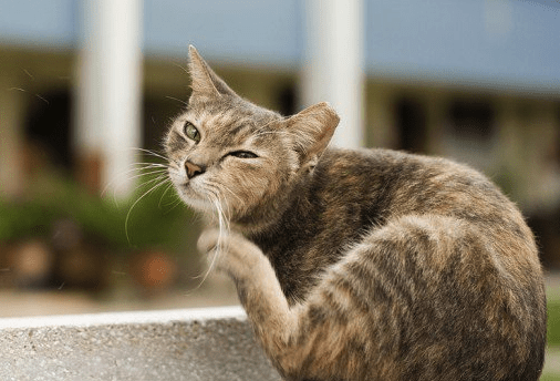 cat scratching ears