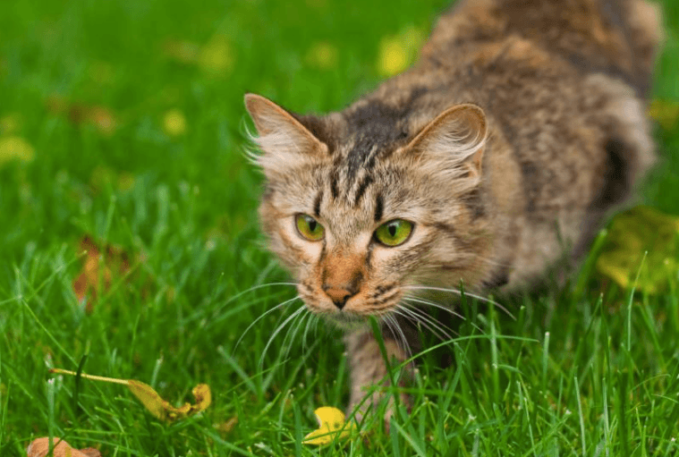 cats chattering