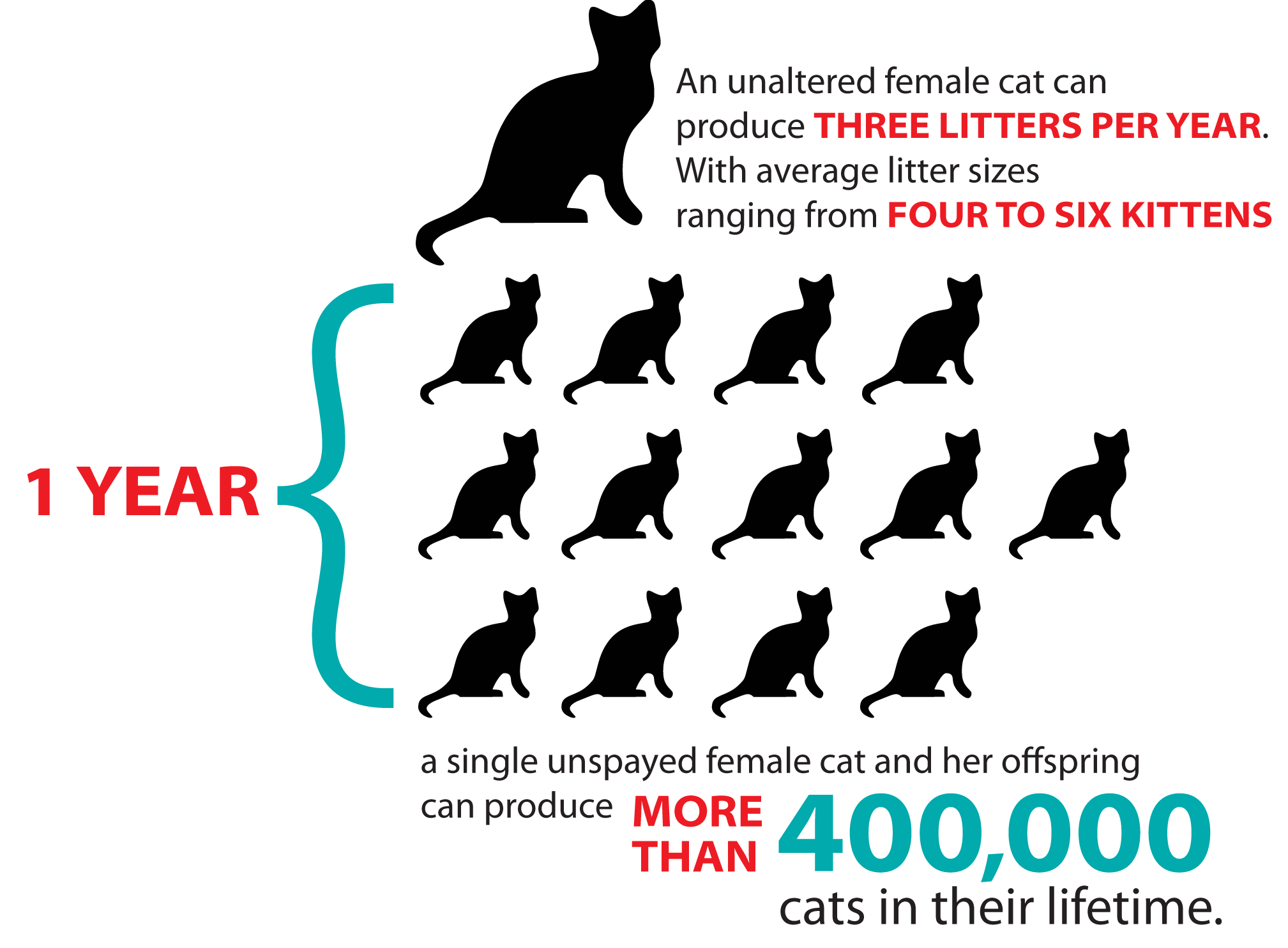 Neutering Your Cat Cost Of Spaying A Cat Or Dog In Kenya