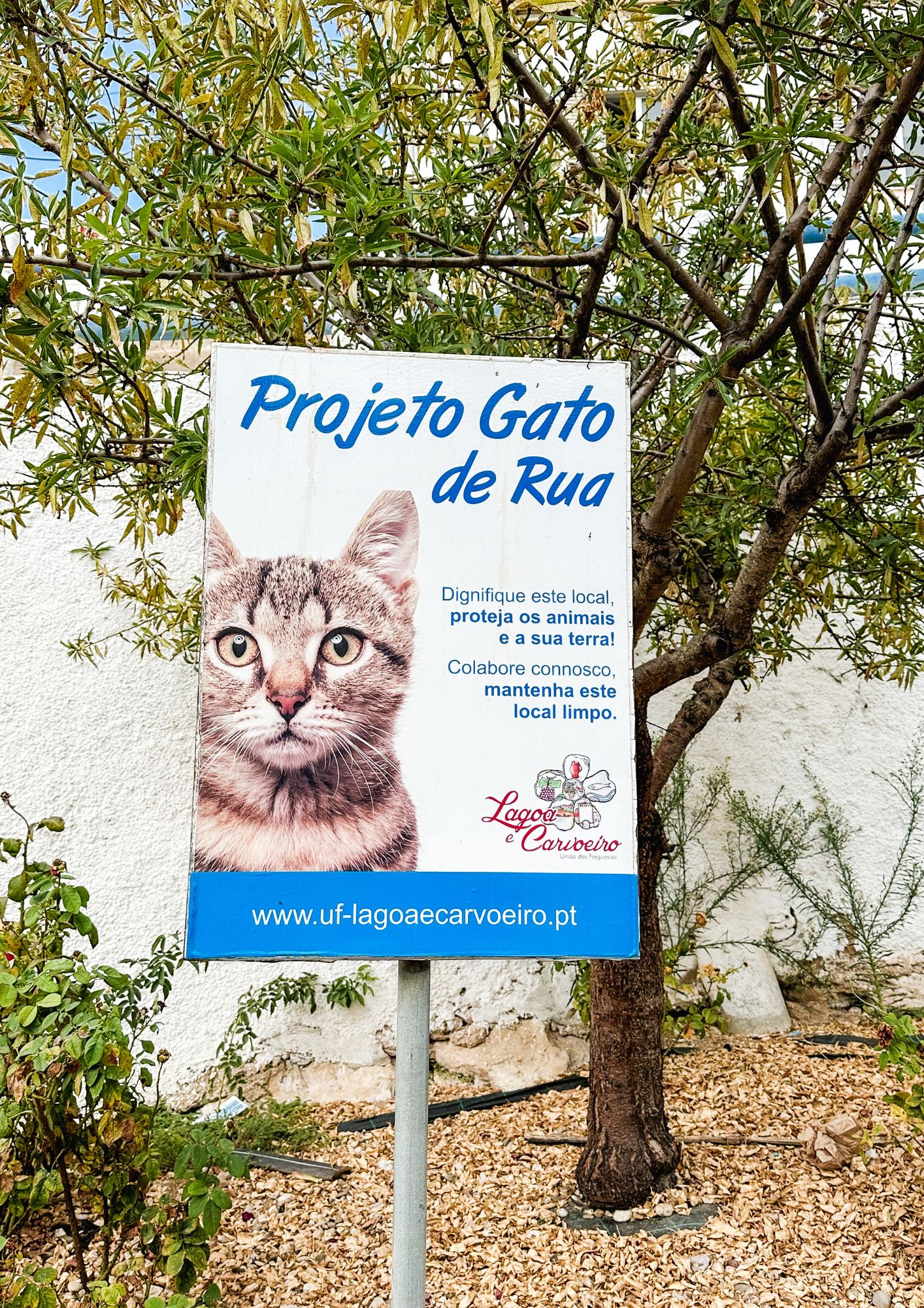 A sign for the “Projeto Gato de Rua” community cat initiative in Lagoa and Carvoeiro, featuring a tabby cat’s face and local welfare instructions.