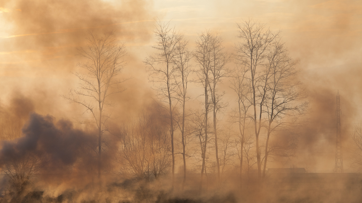 burning trees