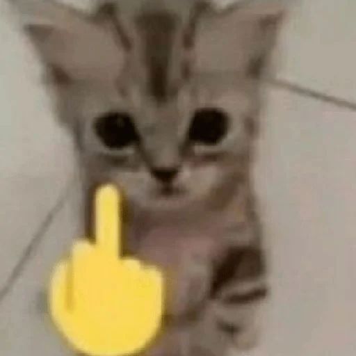 Cat Base Payhip - Colorful Images - Classic Mobile Collection