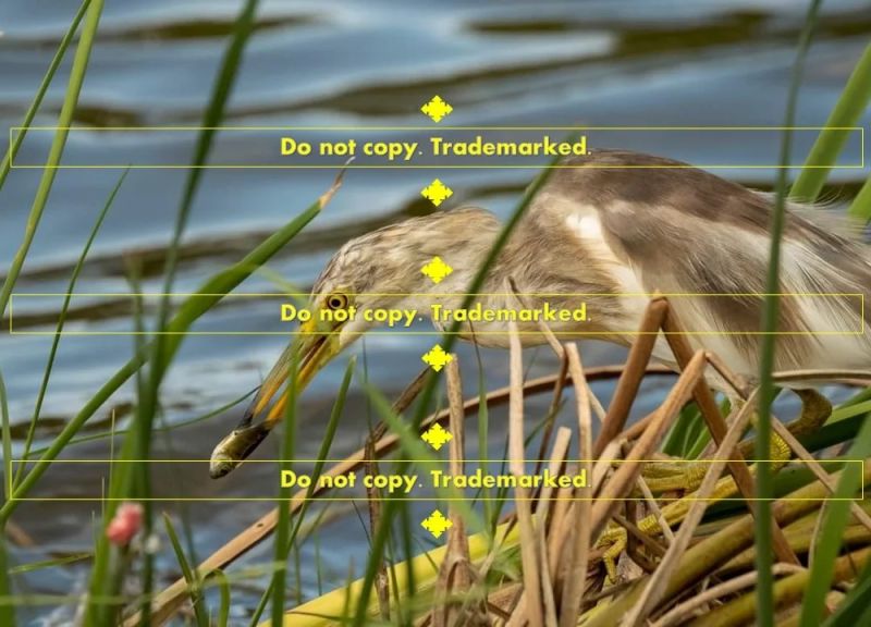 The Pond Payhip - Nature Patterns - Stunning 8K Collection