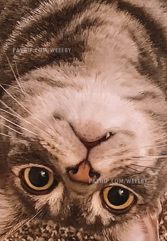 Learn Portfolio Maestro Visually Payhip - Download Elegant Colorful Illustration | High Resolution