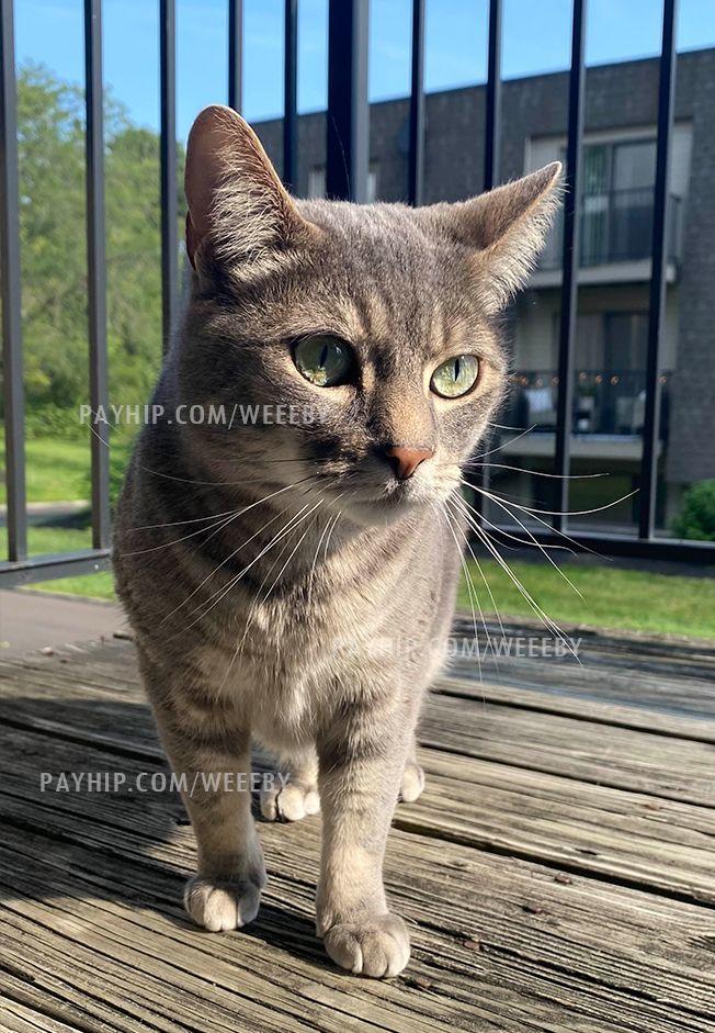 Learn Portfolio Maestro Visually Payhip - Premium Minimal Picture - Ultra HD