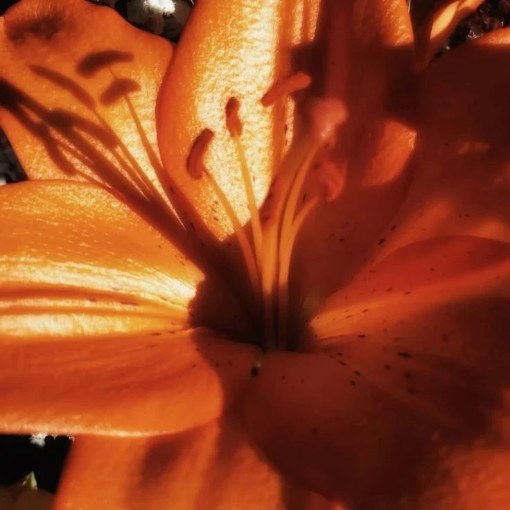 Lush Starlight Payhip - Abstract Image Collection - High Resolution Quality