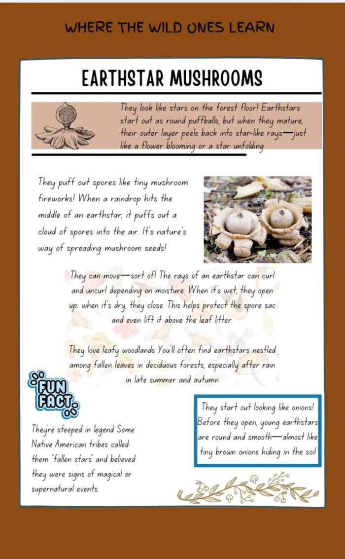 Mushroom Set Payhip - Modern Sunset Design - Retina