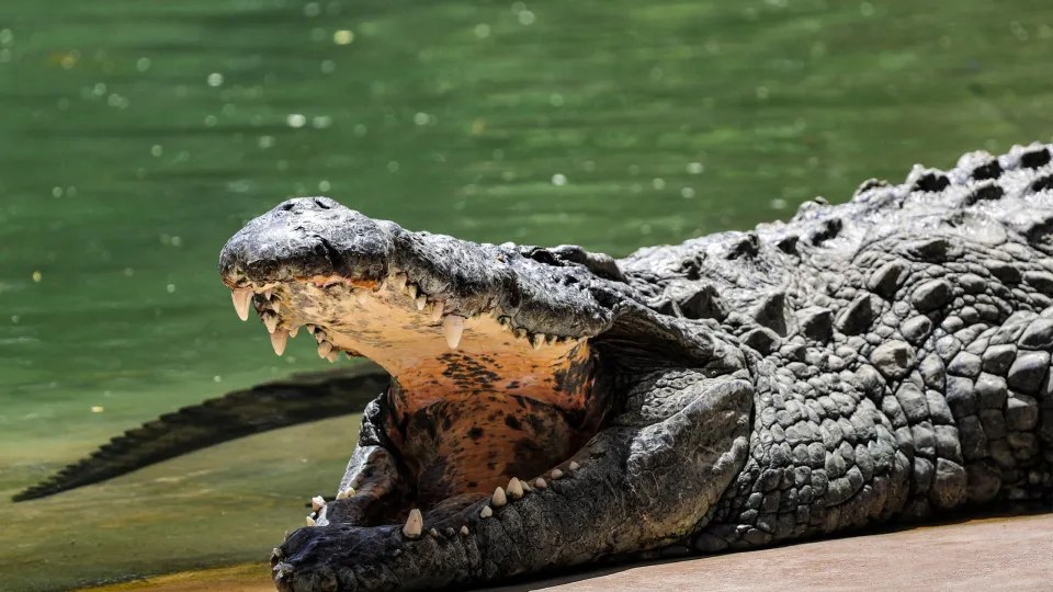 Criança de 3 anos se recupera após ataque em jaula de crocodilos