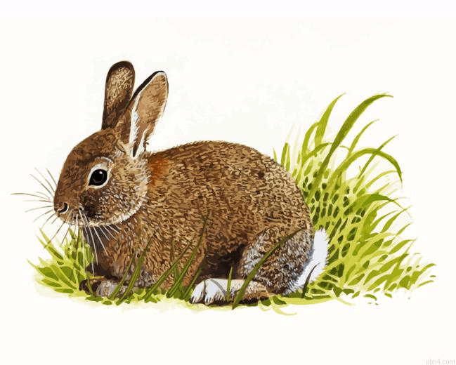 European Rabbit Side View Paint By Number