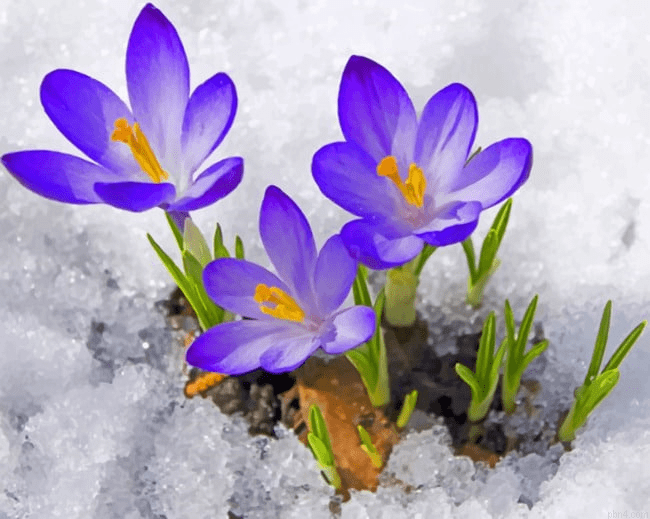 Spring In The Snow Paint By Number