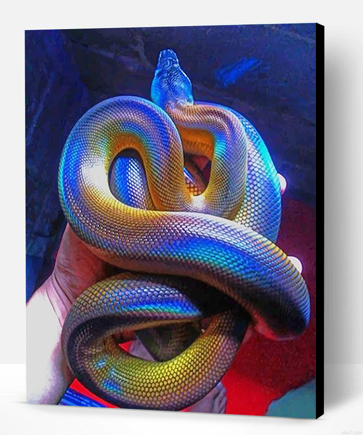 Colorful Albertis Python New Painting By Numberss.png