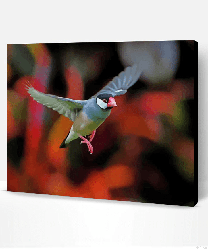 Flying Java Sparrow Painting By Numberss.png