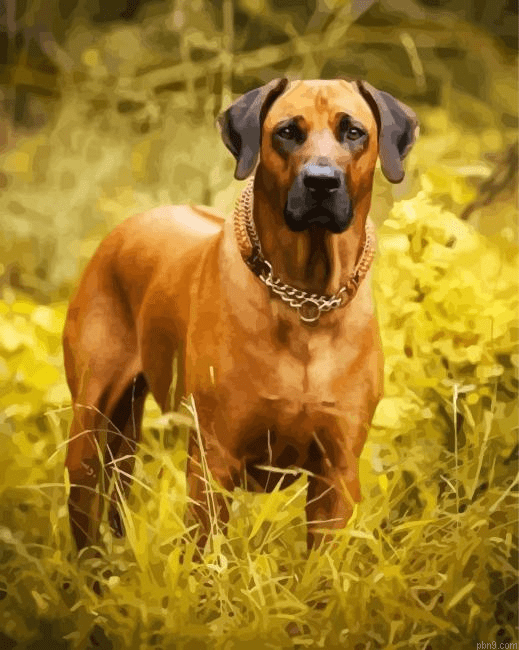 Brown Rhodesian Ridgeback Painting By Numbers.png